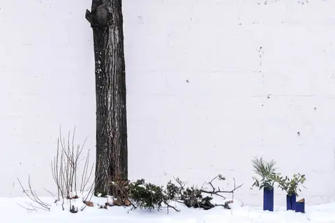 Two small blue vases with greenery in the snow beside a tree trunk and a white wall